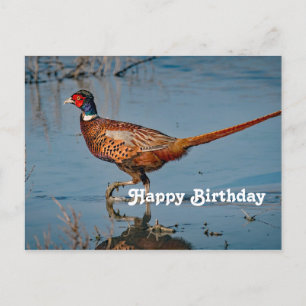 Pheasant Blue Water Photo Birthday Postcard