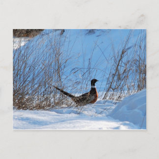 pheasant in the evening postcard