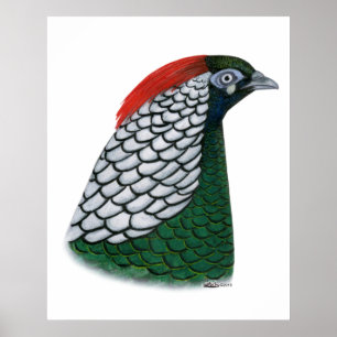 Pheasant:  Lady Amherst Head Poster