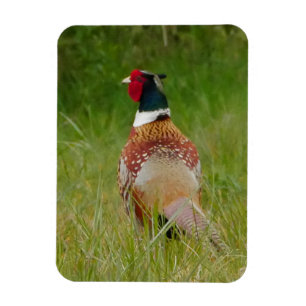 Pheasant Magnet