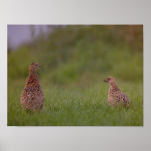 Pheasant mother with child morning poster