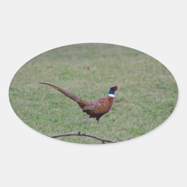 Pheasant Oval Sticker (Front)