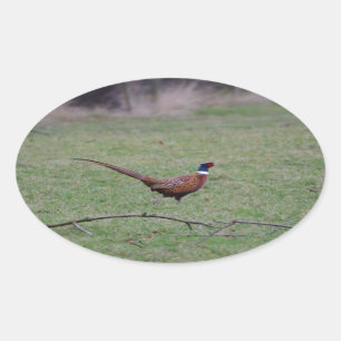 Pheasant Oval Sticker