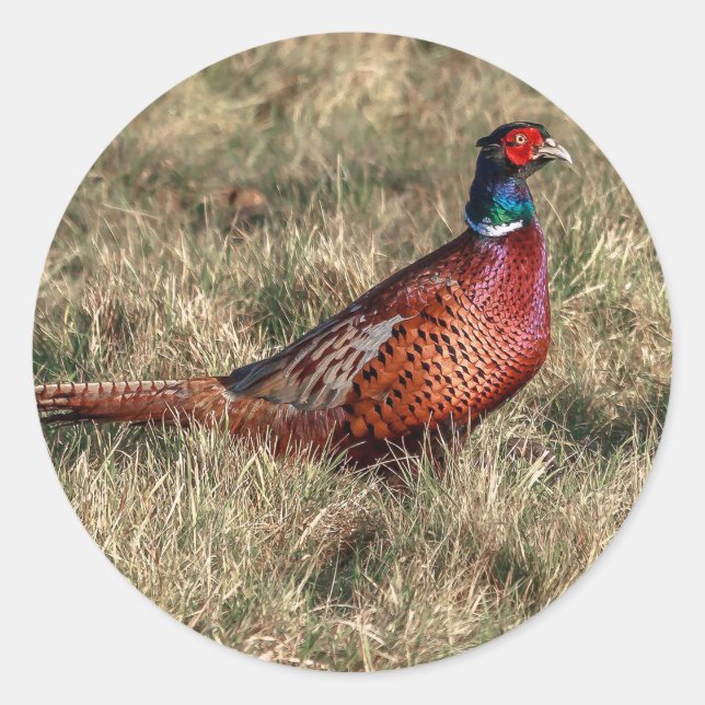 Pheasant Photo Classic Round Sticker (Front)