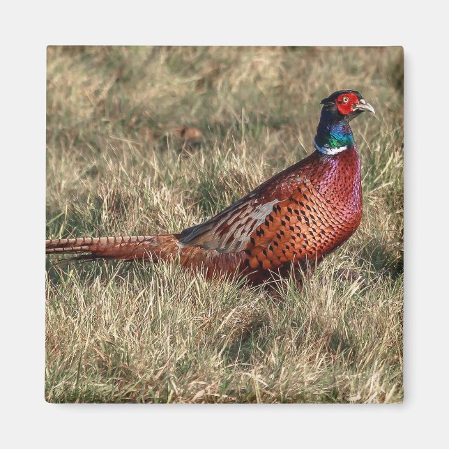 Pheasant Photo Magnet (Front)