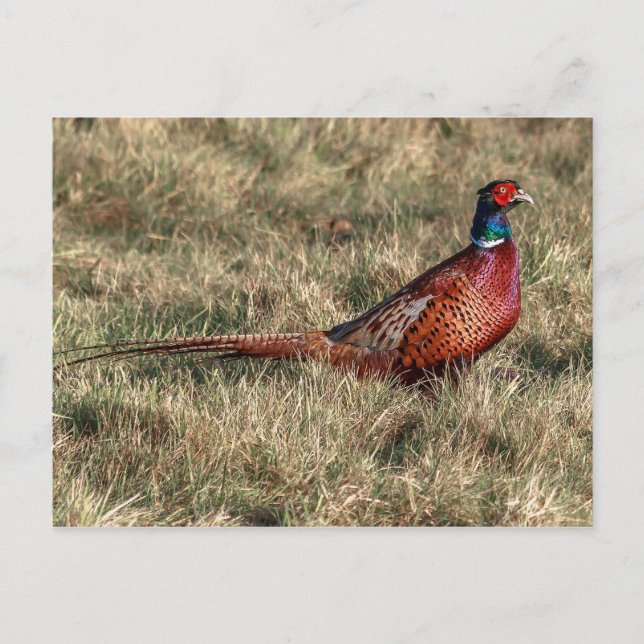 Pheasant Photo Postcard (Front)