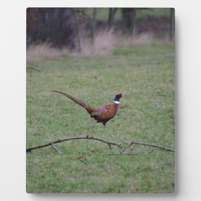 Pheasant Plaque (Front)