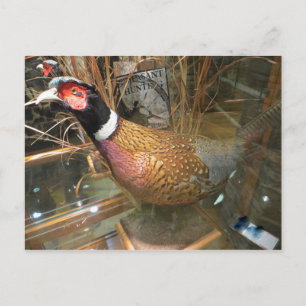 Pheasant Postcard