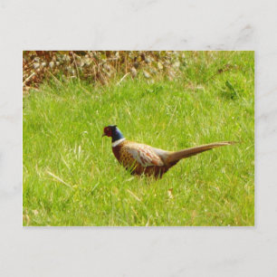 Pheasant Postcard