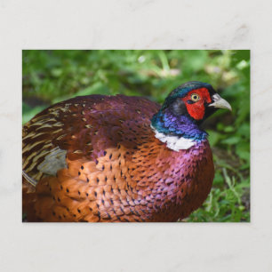 Pheasant  postcard