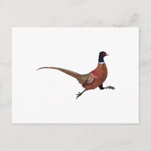 PHEASANT POSTCARD