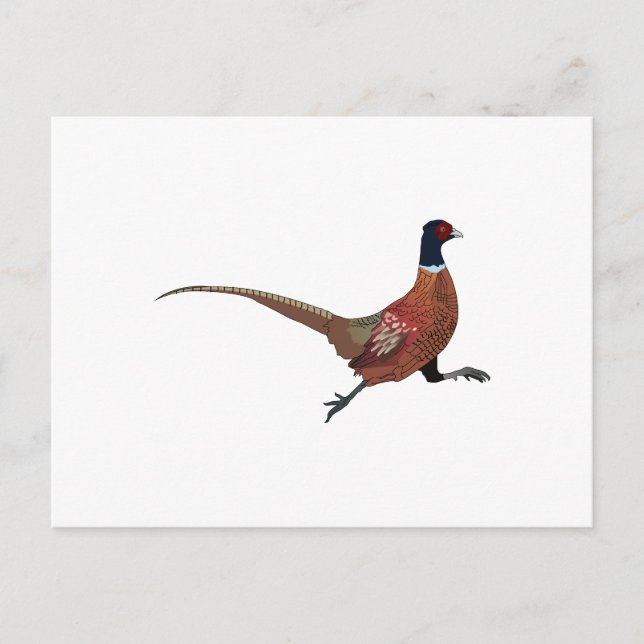 PHEASANT POSTCARD (Front)