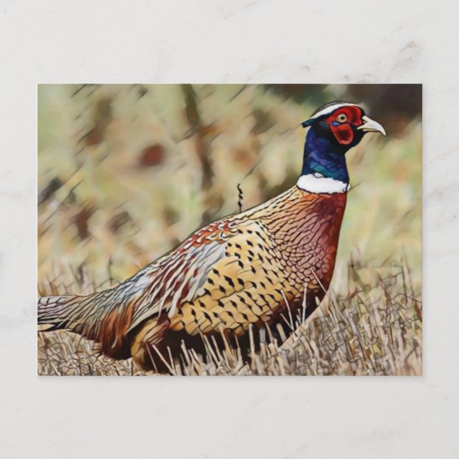 Pheasant Postcard (Front)