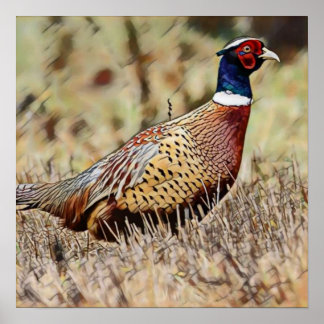Pheasant Poster