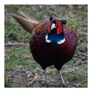 Pheasant poster