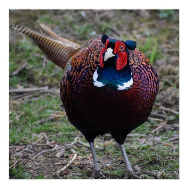 Pheasant  poster (Front)