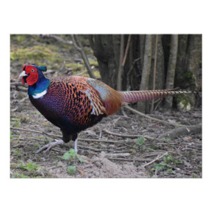 Pheasant poster
