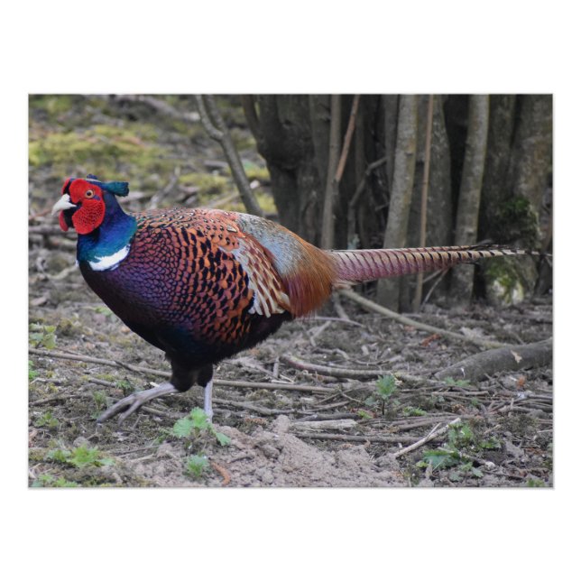Pheasant  poster (Front)