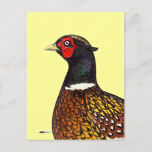 Pheasant: Ringneck Head Postcard