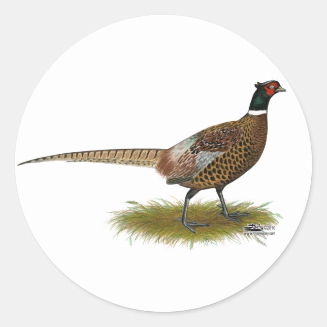 Pheasant Rooster Classic Round Sticker (Front)