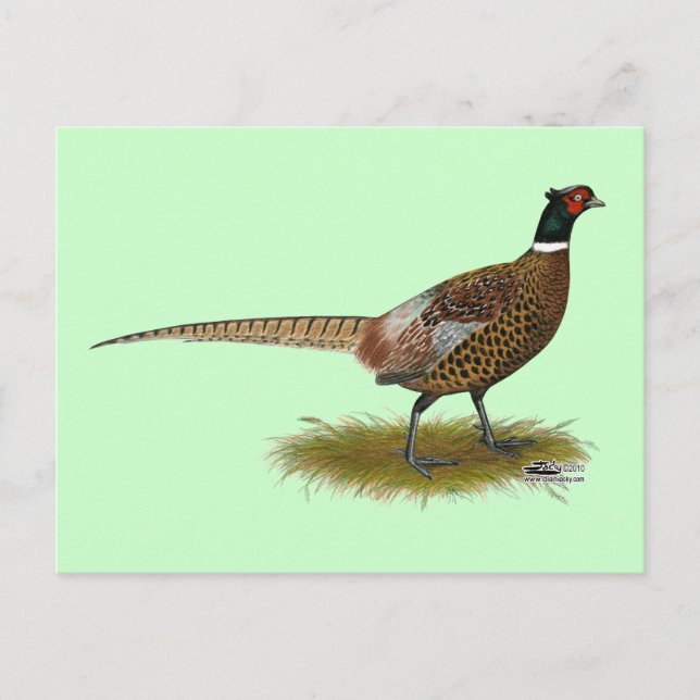 Pheasant Rooster Postcard (Front)
