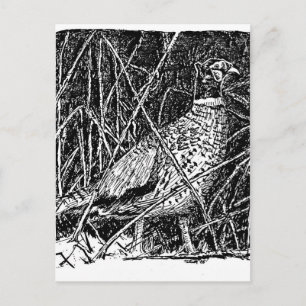 Pheasant (Rooster) Postcard
