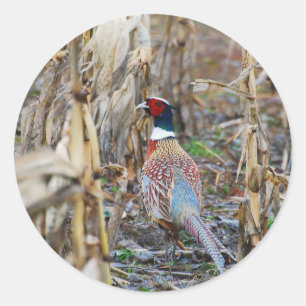 Pheasant Sticker