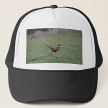 Pheasant