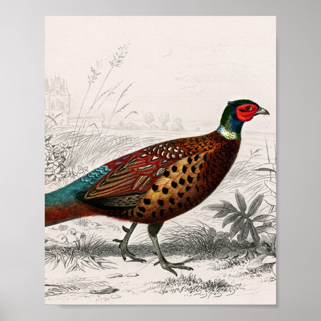 Pheasant vintage illustrated poster (Front)