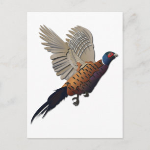 Pheasant without Text Postcard