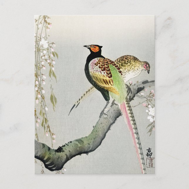 Pheasants and cherry blossom ++ Ohara Koson -  Postcard (Front)