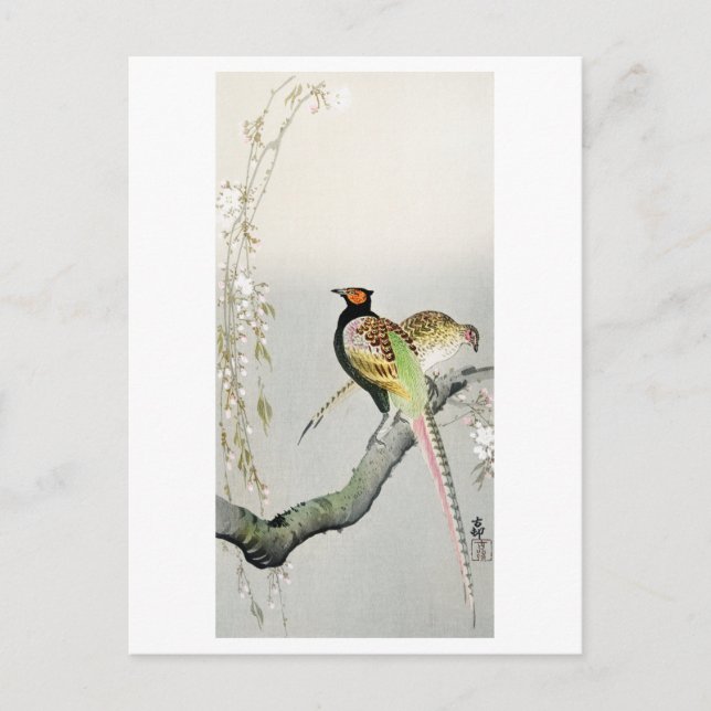 Pheasants and cherry blossom - Ohara Koson - Postcard (Front)