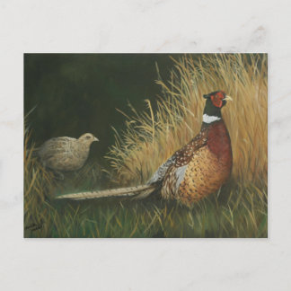 Pheasants in the Field Art Postcard