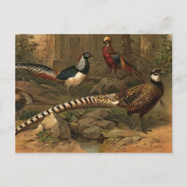Pheasants postcard (Front)
