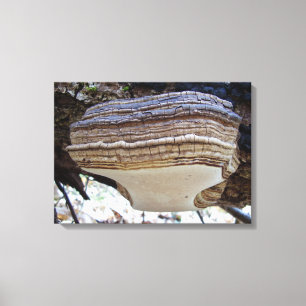 Phellinus igniarius Mushroom Canvas Print