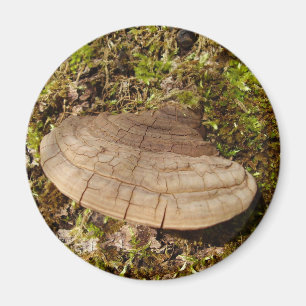 Phellinus igniarius Mushroom Magnet