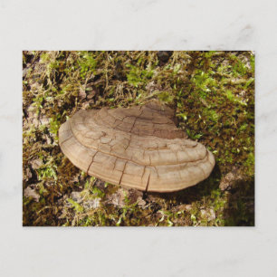 Phellinus igniarius Mushroom Postcard