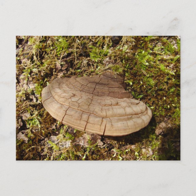 Phellinus igniarius Mushroom Postcard (Front)