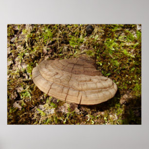 Phellinus igniarius Mushroom Poster