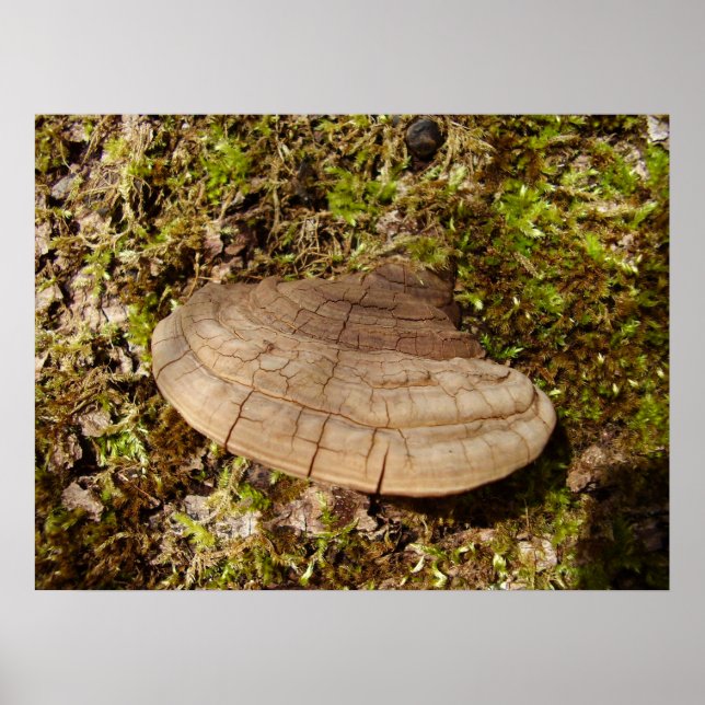 Phellinus igniarius Mushroom Poster (Front)