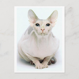 phenix postcard