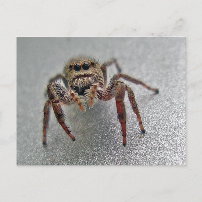 Phiddipus Jumping Spider Series Matching Items Postcard (Front)