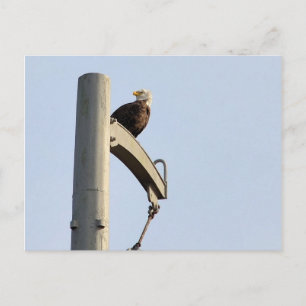 Philadelphia Bald Eagle Postcard