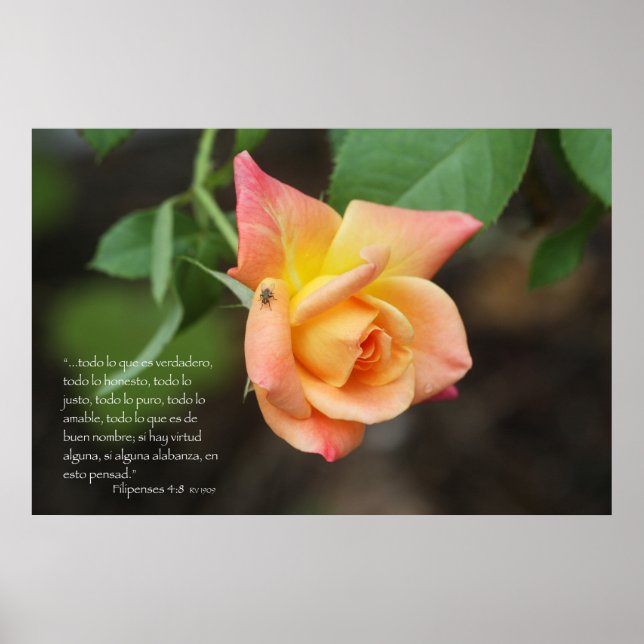 Philippians 4:8 with rose poster (Front)