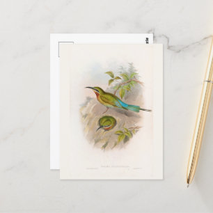 Philippine Bee-eater (1850-1883)  Postcard