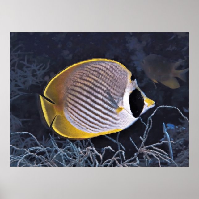 Philippine Butterflyfish Poster (Front)