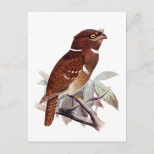 Philippine Frogmouth Postcard