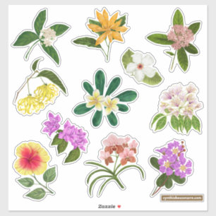 Philippine Garden Flowers