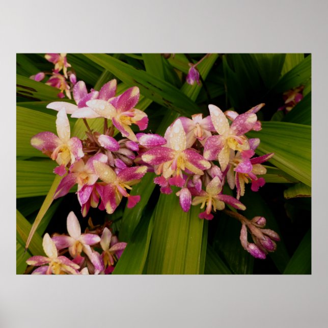 Philippine Ground Orchids Poster (Front)