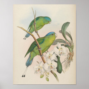 Philippine Racket-Tailed Parrot, John Gould Print